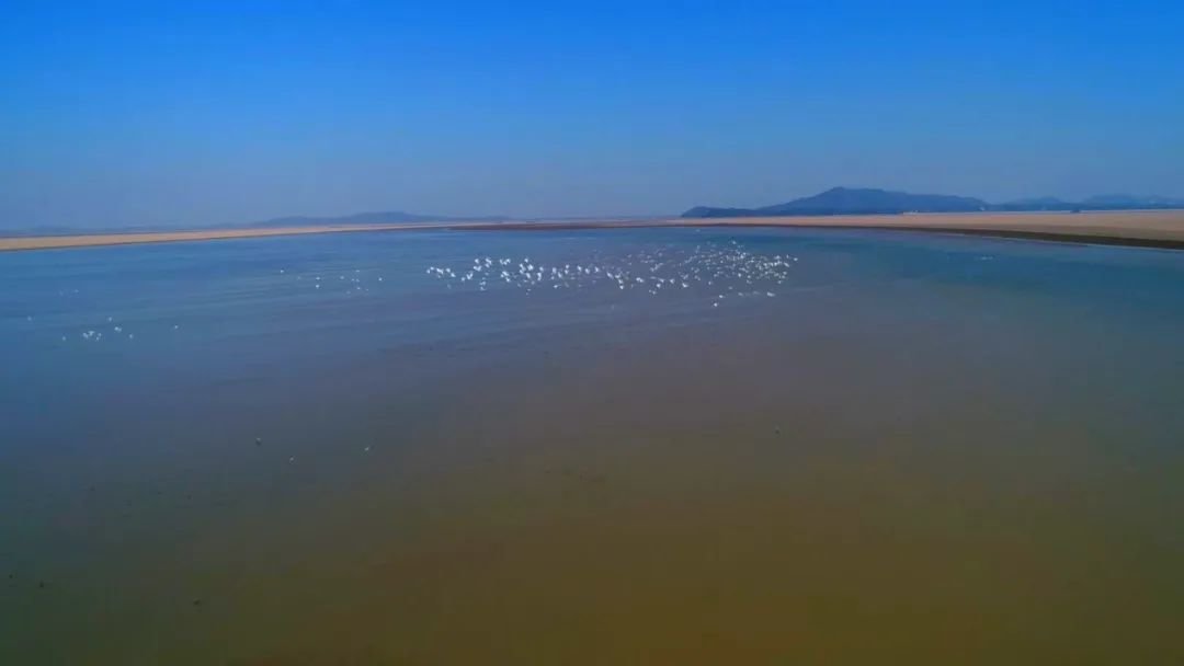 镜见湖口 | 万余羽越冬候鸟抵达鄱阳湖湖口水域