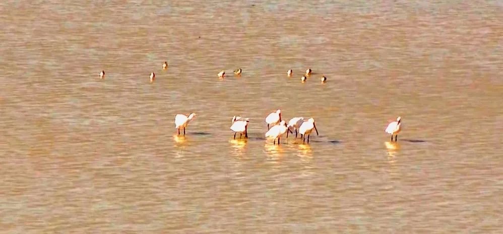 镜见湖口 | 万余羽越冬候鸟抵达鄱阳湖湖口水域