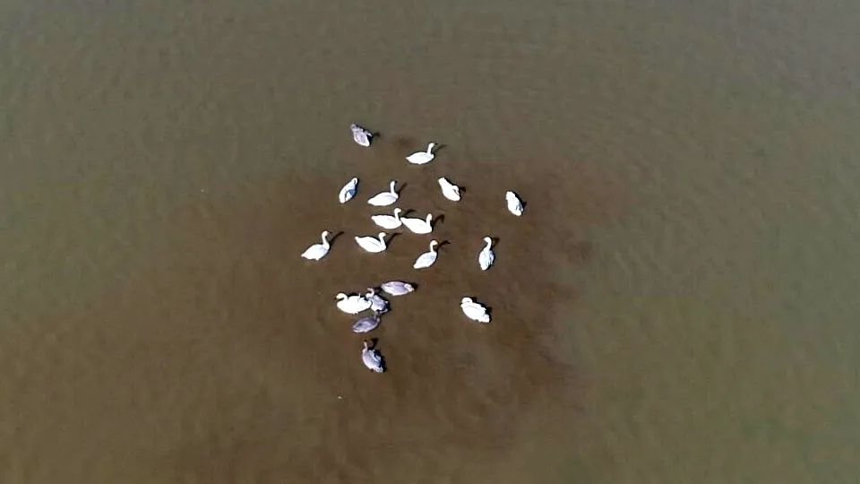 镜见湖口 | 万余羽越冬候鸟抵达鄱阳湖湖口水域
