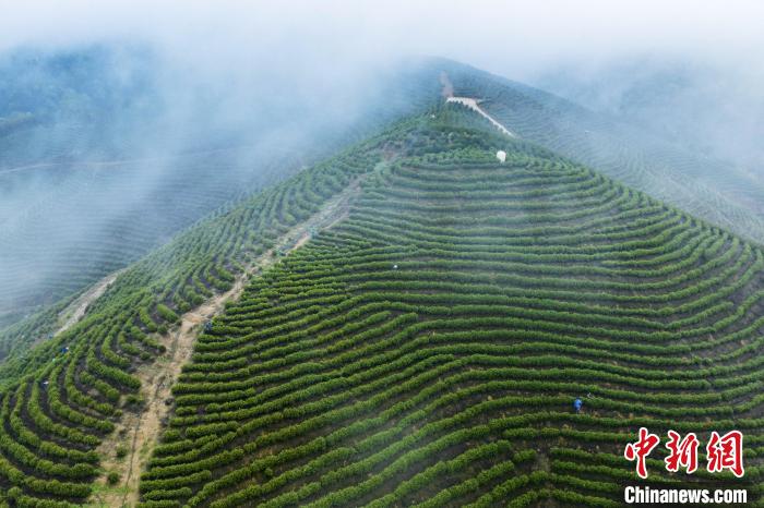 3月20日，在江西省九江市都昌县苏山乡生态有机茶场，茶农在采摘春茶。　傅建斌 摄