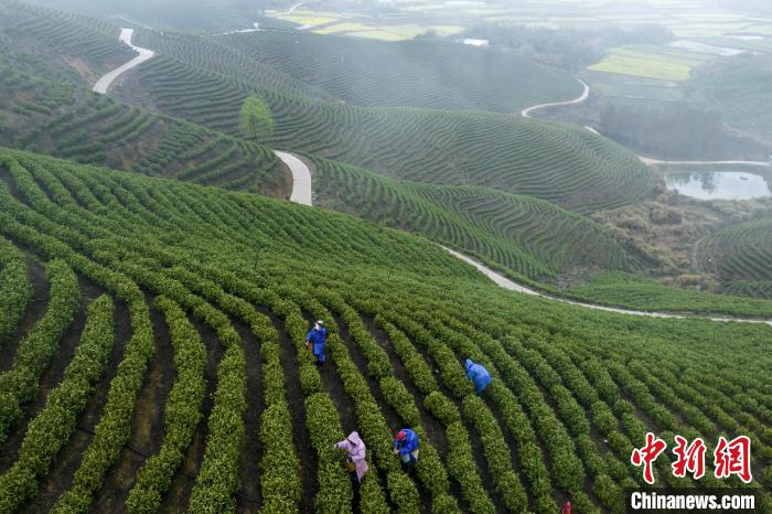 3月20日，在江西省九江市都昌县苏山乡生态有机茶场，茶农在采摘春茶。　傅建斌 摄