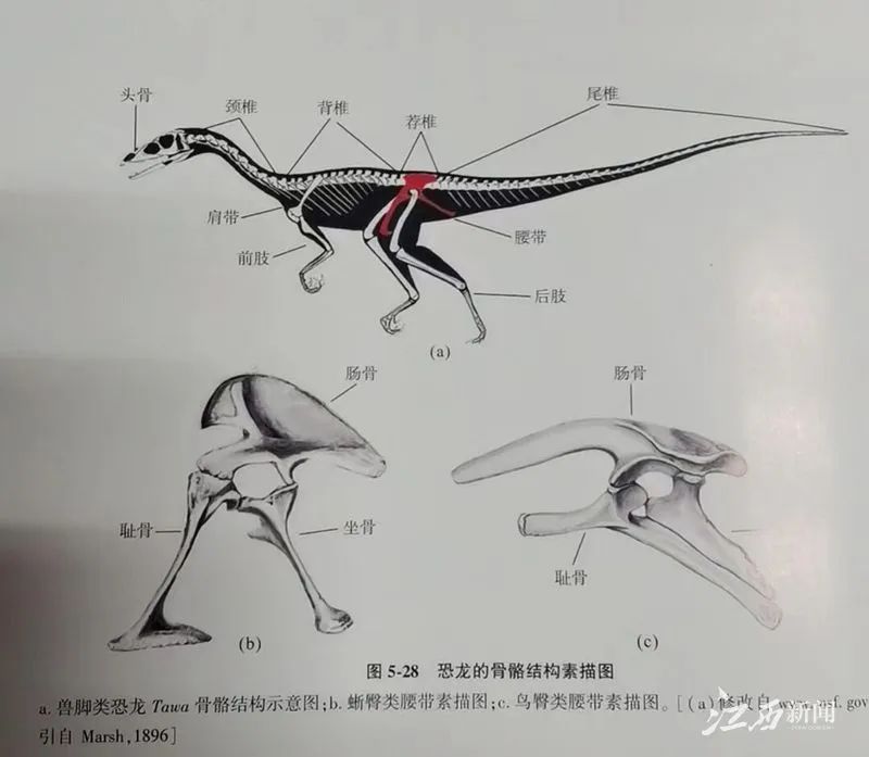 恐龙身体部位介绍图片