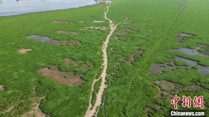 8月11日，中国最大淡水湖鄱阳湖出现大面积草洲滩涂。徐成 摄