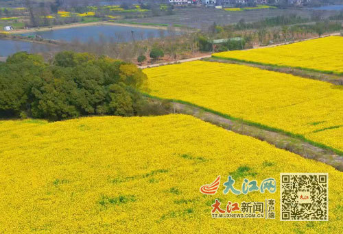南昌县泾口乡油菜花田