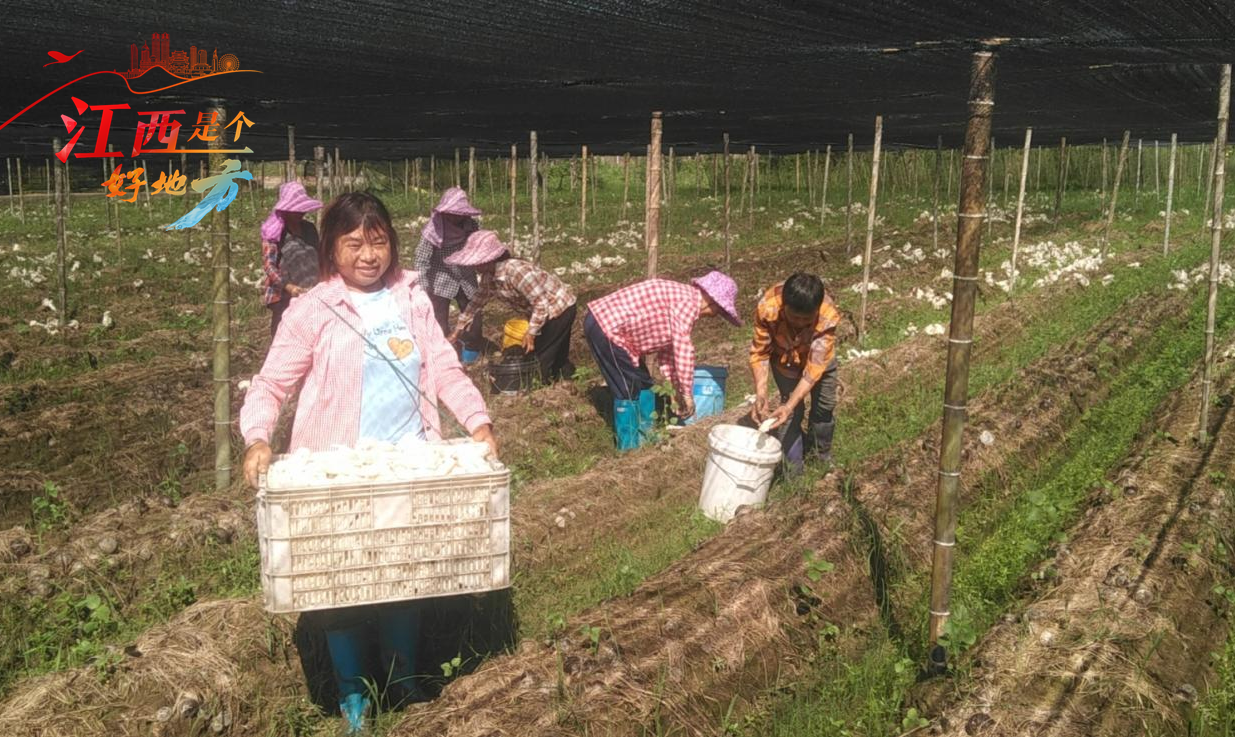 【江西是个好地方】崇仁县相山镇：竹荪“花开” 撑起致富伞_fororder_图片10